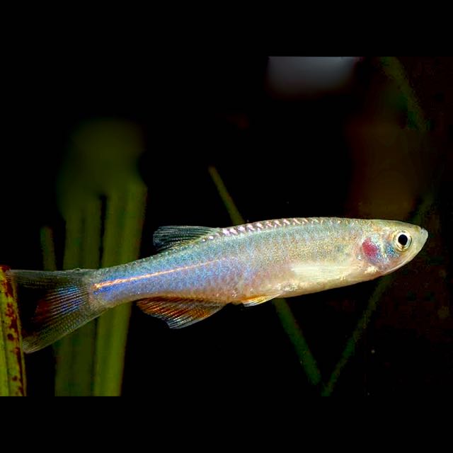 Brachyd.albolineatus  Blauwe danio M